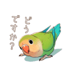 コザクラインコ チッピちゃん その3（個別スタンプ：11）