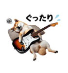 柴犬ギタリスト（個別スタンプ：18）