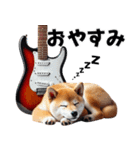 柴犬ギタリスト（個別スタンプ：23）