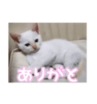 オス猫きなこの日常〜セレクション2〜（個別スタンプ：1）