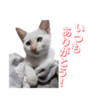 オス猫きなこの日常〜セレクション2〜（個別スタンプ：2）
