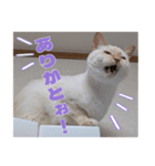 オス猫きなこの日常〜セレクション2〜（個別スタンプ：4）