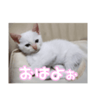 オス猫きなこの日常〜セレクション2〜（個別スタンプ：5）