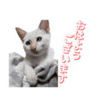 オス猫きなこの日常〜セレクション2〜（個別スタンプ：6）