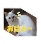 オス猫きなこの日常〜セレクション2〜（個別スタンプ：7）