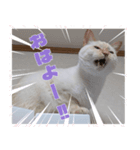 オス猫きなこの日常〜セレクション2〜（個別スタンプ：8）