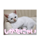 オス猫きなこの日常〜セレクション2〜（個別スタンプ：9）