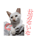 オス猫きなこの日常〜セレクション2〜（個別スタンプ：10）
