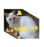 オス猫きなこの日常〜セレクション2〜（個別スタンプ：11）
