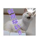 オス猫きなこの日常〜セレクション2〜（個別スタンプ：12）