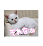 オス猫きなこの日常〜セレクション2〜（個別スタンプ：13）