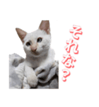 オス猫きなこの日常〜セレクション2〜（個別スタンプ：14）