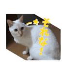 オス猫きなこの日常〜セレクション2〜（個別スタンプ：15）