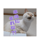 オス猫きなこの日常〜セレクション2〜（個別スタンプ：16）
