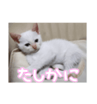 オス猫きなこの日常〜セレクション2〜（個別スタンプ：17）