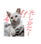 オス猫きなこの日常〜セレクション2〜（個別スタンプ：18）