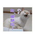 オス猫きなこの日常〜セレクション2〜（個別スタンプ：20）