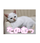 オス猫きなこの日常〜セレクション2〜（個別スタンプ：21）