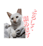 オス猫きなこの日常〜セレクション2〜（個別スタンプ：22）