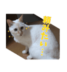 オス猫きなこの日常〜セレクション2〜（個別スタンプ：23）