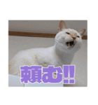 オス猫きなこの日常〜セレクション2〜（個別スタンプ：24）