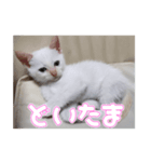 オス猫きなこの日常〜セレクション2〜（個別スタンプ：25）