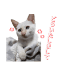 オス猫きなこの日常〜セレクション2〜（個別スタンプ：26）