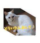 オス猫きなこの日常〜セレクション2〜（個別スタンプ：27）