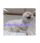 オス猫きなこの日常〜セレクション2〜（個別スタンプ：28）
