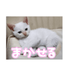 オス猫きなこの日常〜セレクション2〜（個別スタンプ：29）