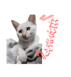 オス猫きなこの日常〜セレクション2〜（個別スタンプ：30）