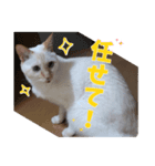 オス猫きなこの日常〜セレクション2〜（個別スタンプ：31）