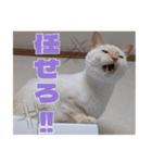 オス猫きなこの日常〜セレクション2〜（個別スタンプ：32）