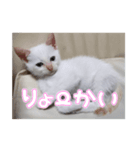 オス猫きなこの日常〜セレクション2〜（個別スタンプ：33）