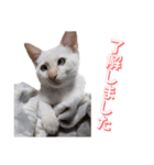 オス猫きなこの日常〜セレクション2〜（個別スタンプ：34）