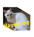 オス猫きなこの日常〜セレクション2〜（個別スタンプ：35）