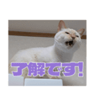 オス猫きなこの日常〜セレクション2〜（個別スタンプ：36）
