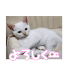 オス猫きなこの日常〜セレクション2〜（個別スタンプ：37）