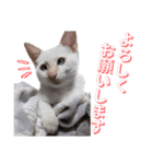 オス猫きなこの日常〜セレクション2〜（個別スタンプ：38）