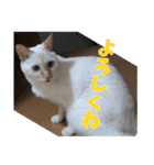 オス猫きなこの日常〜セレクション2〜（個別スタンプ：39）
