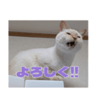 オス猫きなこの日常〜セレクション2〜（個別スタンプ：40）