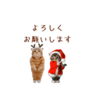 動く！クリスマス猫ミーム（個別スタンプ：12）