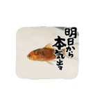 金魚GA動く（個別スタンプ：2）