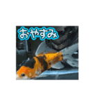 金魚GA動く（個別スタンプ：15）