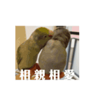 かわいいマメルリハインコ達（個別スタンプ：7）