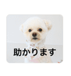 犬のもちごめスタンプ2 おもちとおこめ（個別スタンプ：4）