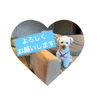 犬のもちごめスタンプ2 おもちとおこめ（個別スタンプ：10）