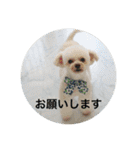 犬のもちごめスタンプ2 おもちとおこめ（個別スタンプ：11）