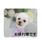 犬のもちごめスタンプ2 おもちとおこめ（個別スタンプ：13）