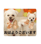 犬のもちごめスタンプ2 おもちとおこめ（個別スタンプ：19）